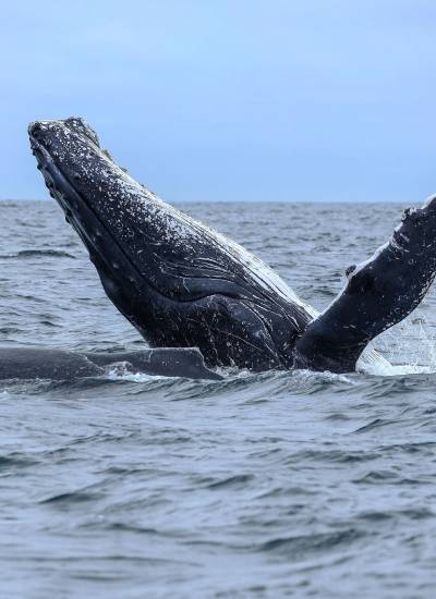 Ballena jorobada en costa ecuatoriana.