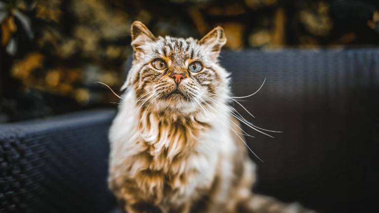 ¿Tu gato está envejeciendo? 10 señales clave que te ayudarán a detectarlo