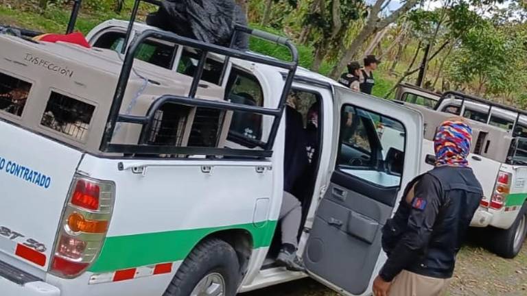 Quito: rescatan a cinco perros que permanecían en condiciones de vulnerabilidad