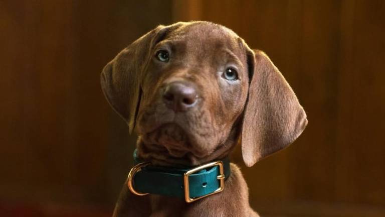 Por primera vez en la historia: Scooby-Doo será interpretado por un perro real en una nueva serie