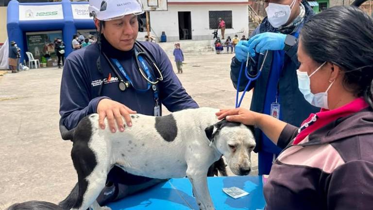 Incendios en Quito: 278 animales recibieron atención veterinaria durante la emergencia