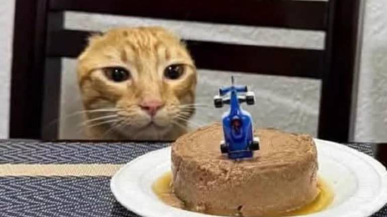 La historia de Carlos, el gato que venció al cáncer y celebró su recuperación