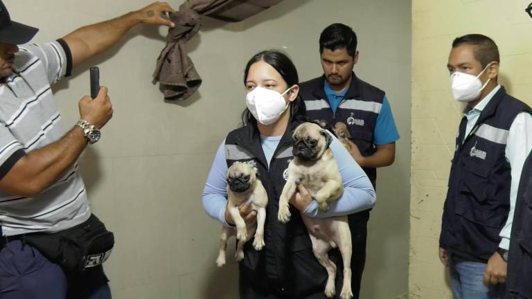 Guayaquil registra 45 denuncias por malas prácticas veterinarias entre 2025 y 2026