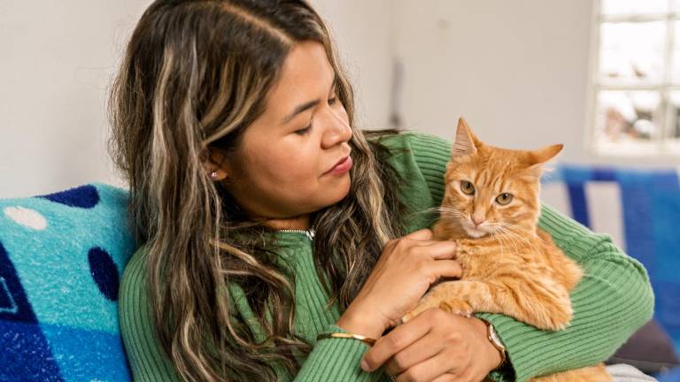 ¿Cómo pedir perdón a tu gato para que realmente lo entienda?
