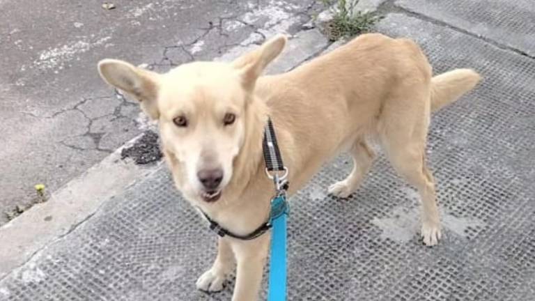 Encontró a un perro amarrado con una carta pidiendo ayuda en un parque de Quito: ahora busca un hogar para él