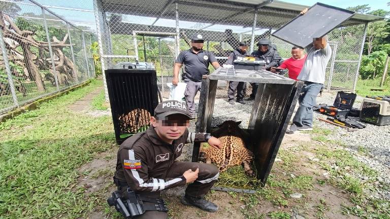 De los hipopótamos de Pablo Escobar a los jaguares del 'Gato Farfán': ¿por qué el narcotráfico colecciona fauna en peligro?