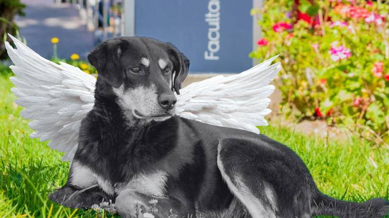 Quito: encuentran sin vida a Bruna, perrita de los Poliperros, luego de cinco días de búsqueda