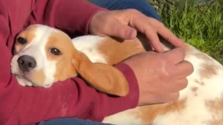 De las jaulas a un hogar: 1.500 beagles fueron rescatados de un centro de investigación en EE.UU.