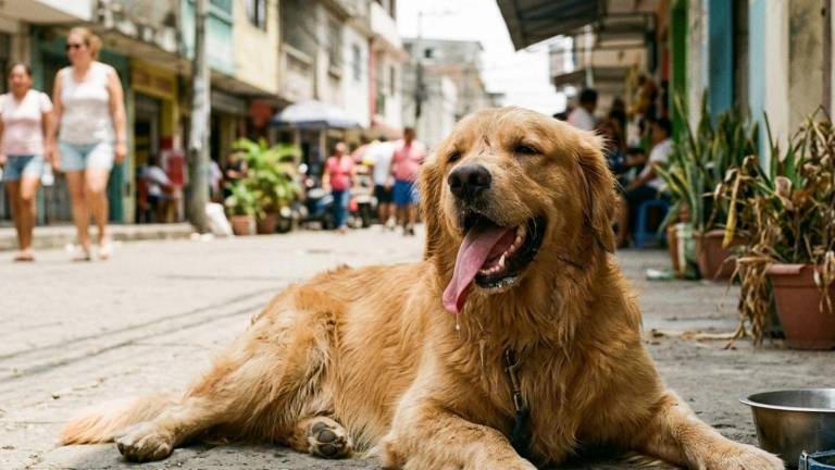Calor extremo en Guayaquil: ¿Cómo proteger a tu mascota de las altas temperaturas?