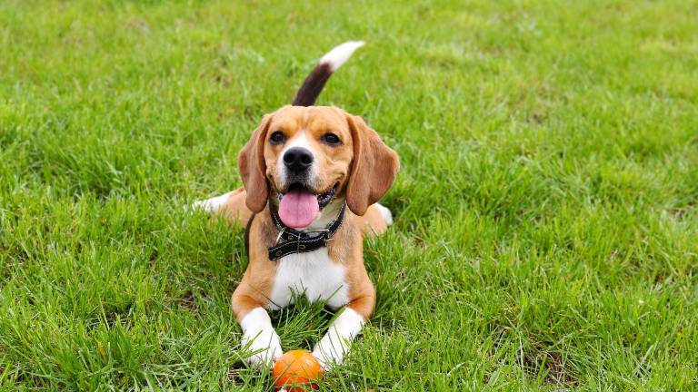 Calle Panamá acogerá una jornada gratuita de bienestar animal y actividades 'pet friendly'