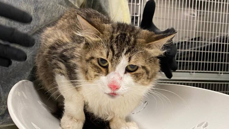 Crueldad animal en Nueva York: hallan 40 gatos muertos en un congelador y rescatan a otros en estado crítico