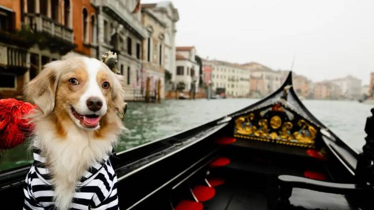 Italia aplicará un impuesto diario a los turistas que viajen con perros desde 2026