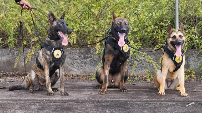 Wolf, Kup y Pinta: Los nuevos guardianes de cuatro patas que protegen Galápagos