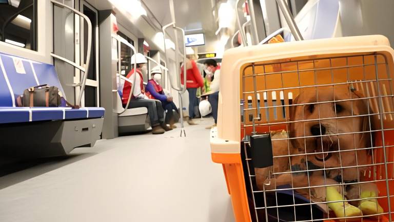 Quito: ¿qué implica la nueva ordenanza para transportar mascotas en los buses municipales?