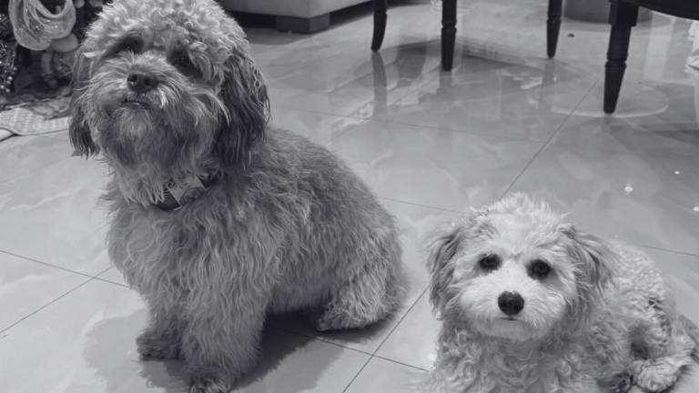 Guayaquil: presunto envenenamiento de perros en Puerto Azul preocupa a residentes