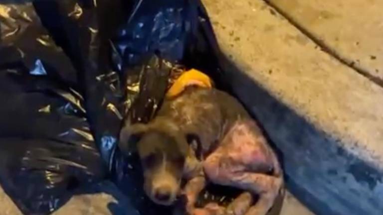 De una funda de basura a una nueva oportunidad: la historia del rescate de Rómulo