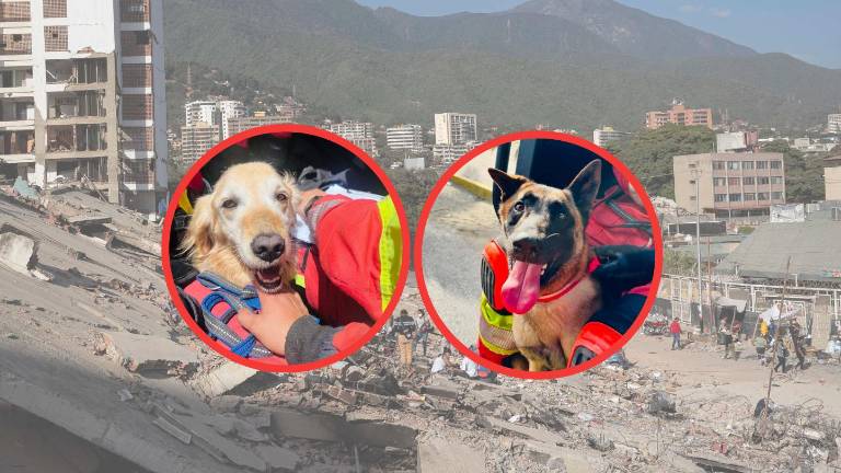 Héroes de cuatro patas: Furbo y Hades, los canes rescatistas de Quito enviados a Venezuela para buscar sobrevivientes