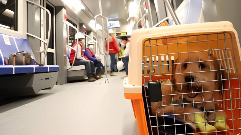 Quito: ¿qué implica la nueva ordenanza para transportar mascotas en los buses municipales?