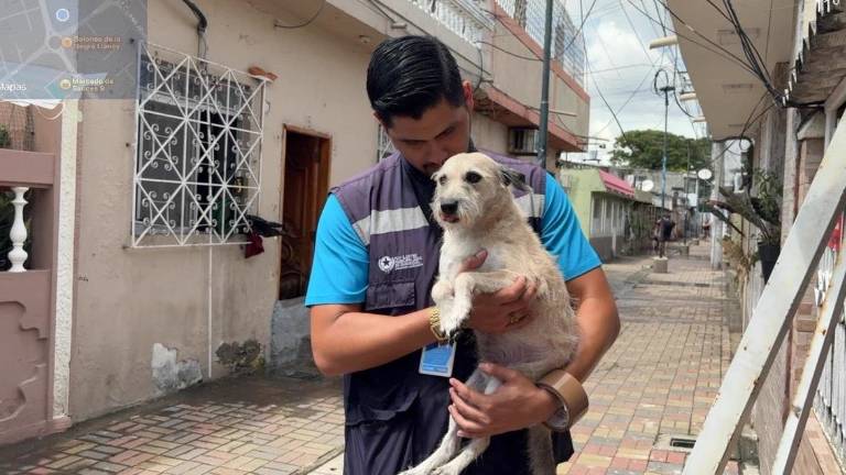 ProAnimal retira a un perro que permaneció bajo la lluvia en Sauces 5