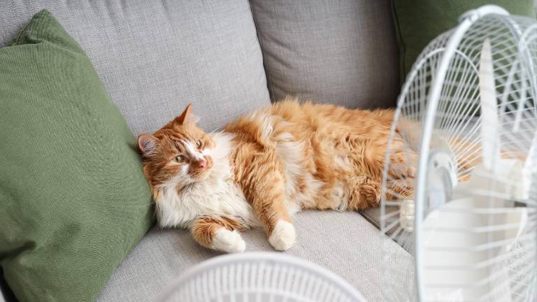 Expertos advierten sobre el aumento de afecciones dermatológicas en gatos por cambios climáticos