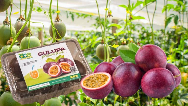 La mayor parte de la producción de gulupa de Ecuador se dirige al mercado internacional.