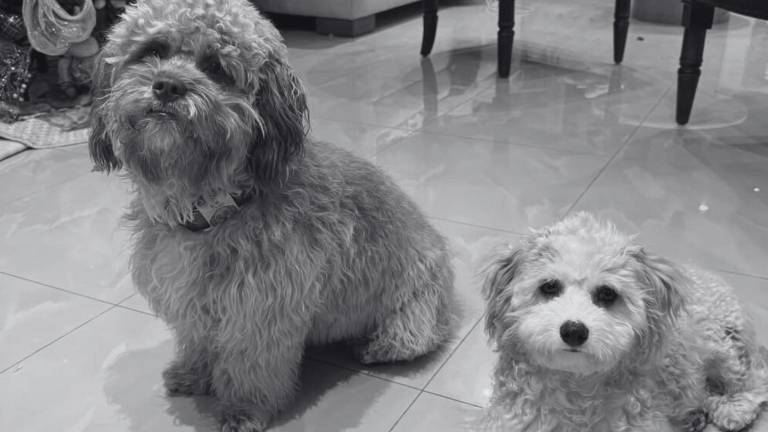 Guayaquil: presunto envenenamiento de perros en Puerto Azul preocupa a residentes