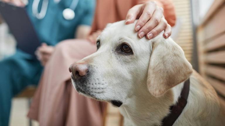 Ansiedad canina: ¿Cómo ayudar a tu perro a recuperar la calma?