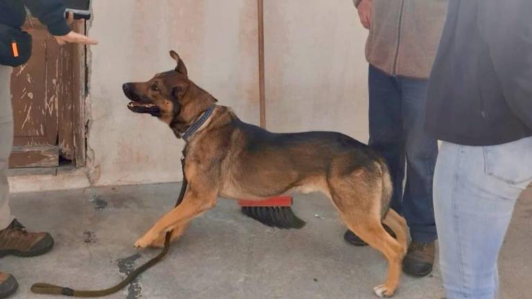 Quito: rescatan a perro con secuelas psicológicas por aislamiento