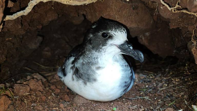 Fotografía de la ave Petrel de Galápagos, en una cueva del archipiélago.