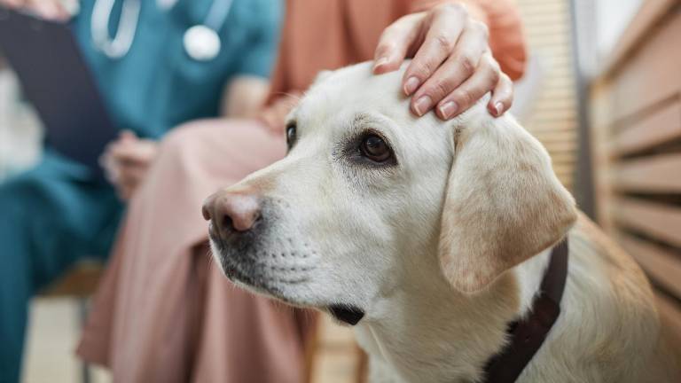 Ansiedad canina: ¿Cómo ayudar a tu perro a recuperar la calma?