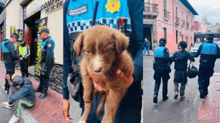 Rescatan a cachorro de dos meses tras sufrir agresión física en el Centro Histórico de Quito