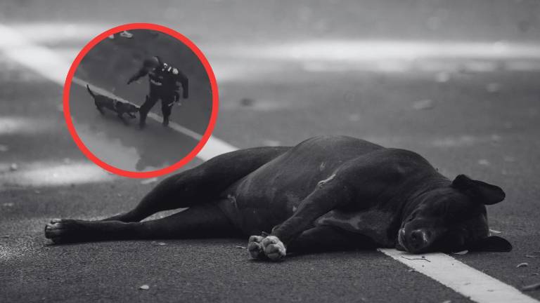 Conmoción en Antoquia, Colombia por muerte de un perro tras disparo policial