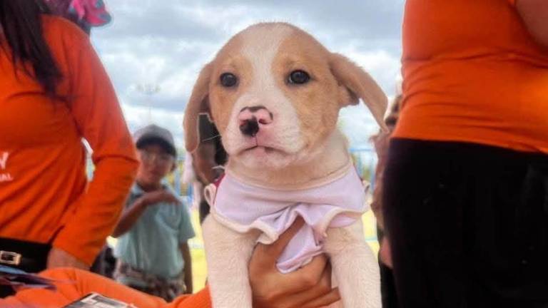 Roban a un cachorro durante feria de adopción en La Carolina: fundación pide ayuda al ECU 911 en Quito