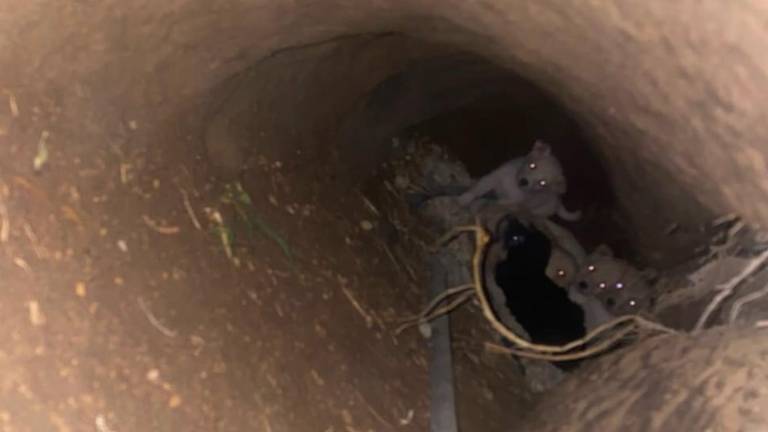 Rescate en Quito: una perrita protegía a sus cachorros atrapados en una madriguera de tres metros