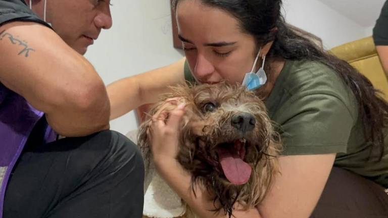 'Si él sobrevivió, ellas también': el rescate del perro Antonio reaviva la esperanza de una familia atrapada tras el terremoto en Cali