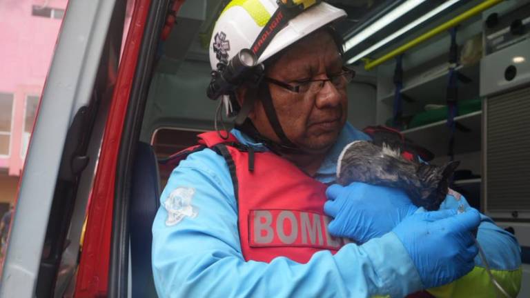 Rescatan animales tras incendio en el centro de Guayaquil: así actuaron el Cuerpo de Bomberos y Proanimal