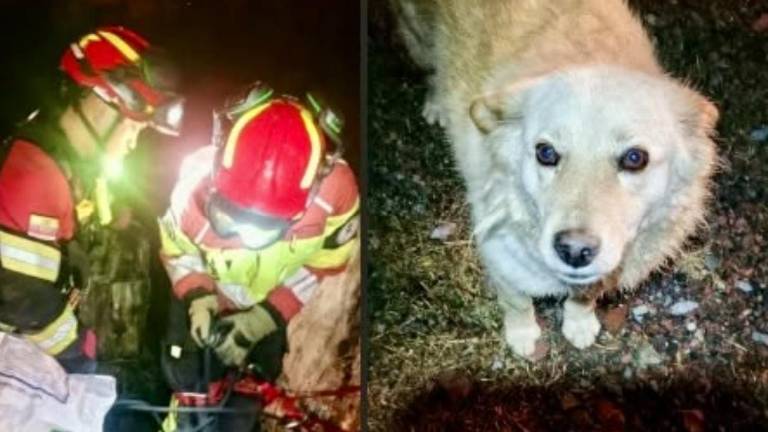 Tres rescates en Quito: Bomberos salvan a dos gatos y a una perrita en situaciones de riesgo