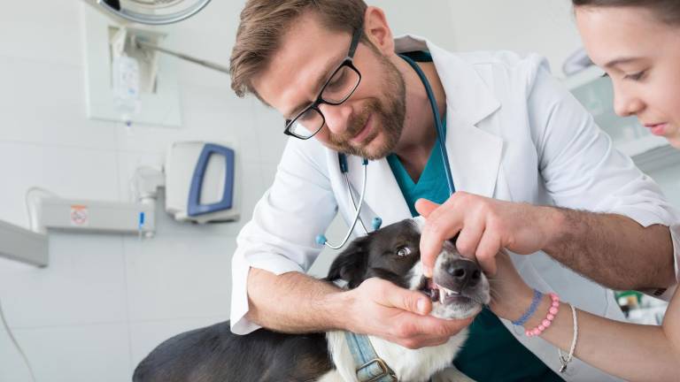 ¿Tu perro está en la lista? Estas son las razas con más tendencia a sufrir enfermedad periodontal