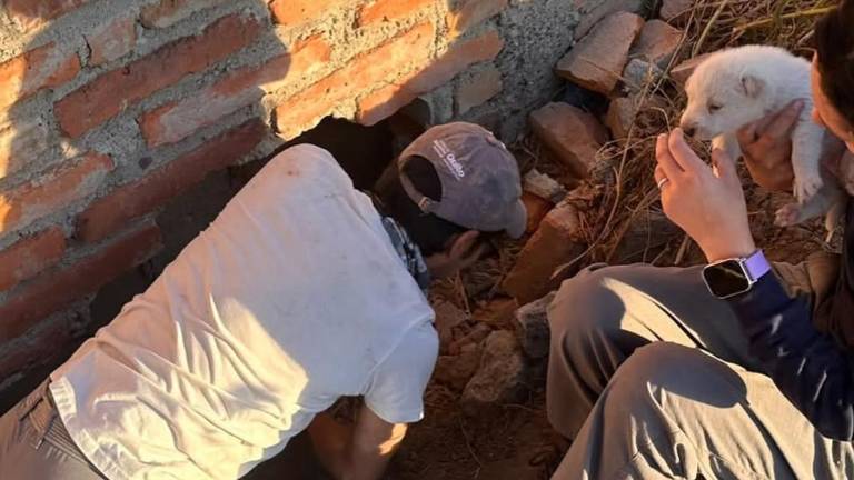 Quito: cuatro cachorros y su madre fueron puestos a salvo tras quedar atrapados en un agujero