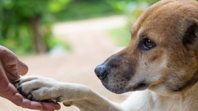 Colombia aprueba la Ley Empatía: educación en bienestar animal será obligatoria en todos los colegios