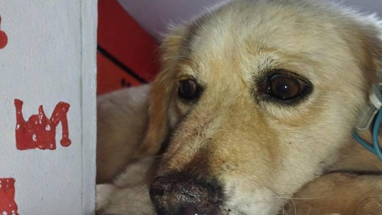'Messi', el perro rescatado tras presunto uso en peleas clandestinas, lucha por su vida tras cirugía