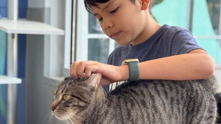 Niños les leen a gatos y perros de un refugio en Estados Unidos para que se sientan acompañados