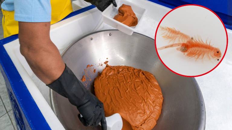 La biomasa de artemia se destina al sector larvícola, donde aporta proteína y lípidos esenciales para el desarrollo gonadal del camarón.