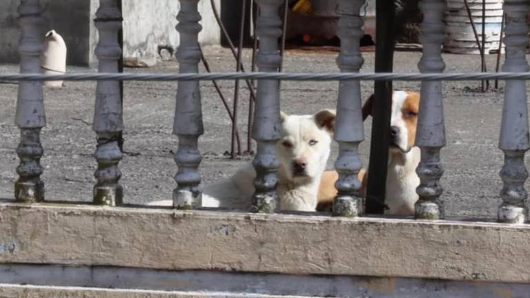 Rescate de perros en Quito: Toby y Looky son salvados gracias a una denuncia en redes