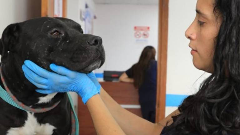 Quito: rescatan a un pitbull y un gato en condiciones de maltrato tras denuncia en redes sociales