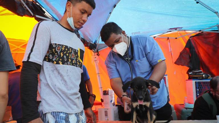 Venezuela: brigadas veterinarias atienden en carpas a mascotas por el colapso de albergues