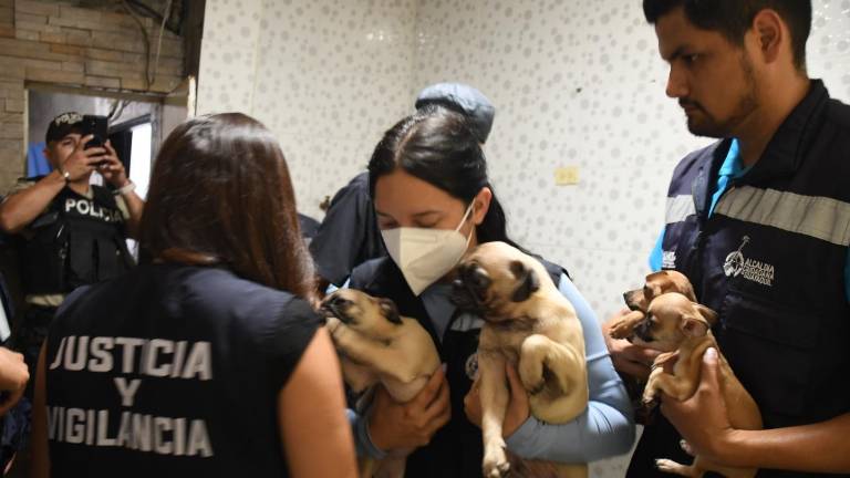 Municipio de Guayaquil clausura clínica veterinaria clandestina que realizaba cirugías insalubres en Los Vergeles