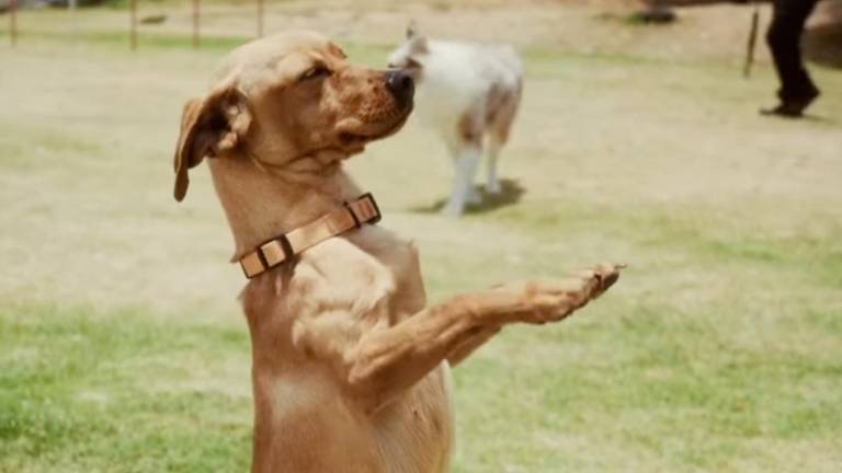 De un basurero a la Policía Nacional: la historia de Milagros, una perrita que hoy alegra a la comunidad