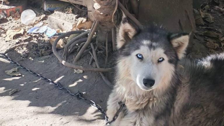 Rescatan a un perro husky que permanecía encadenado en Quito: tutor enfrenta una multa de hasta USD 5.500