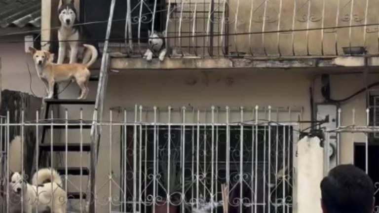 Rescatan a cuatro perros que permanecían en un balcón durante fuertes lluvias en Guayaquil